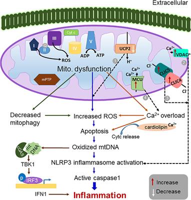 Insights Into the Role of Mitochondrial Ion Channels in Inflammatory Response